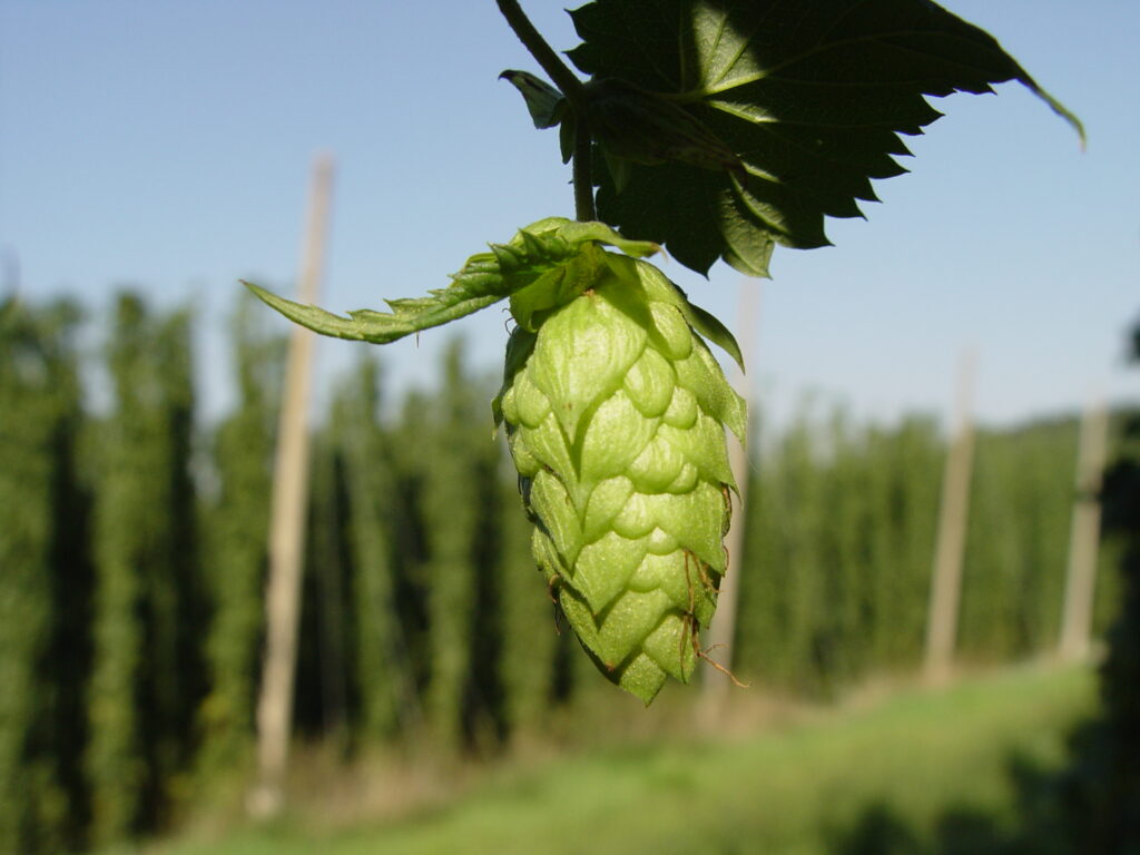 Houblon plante sédative